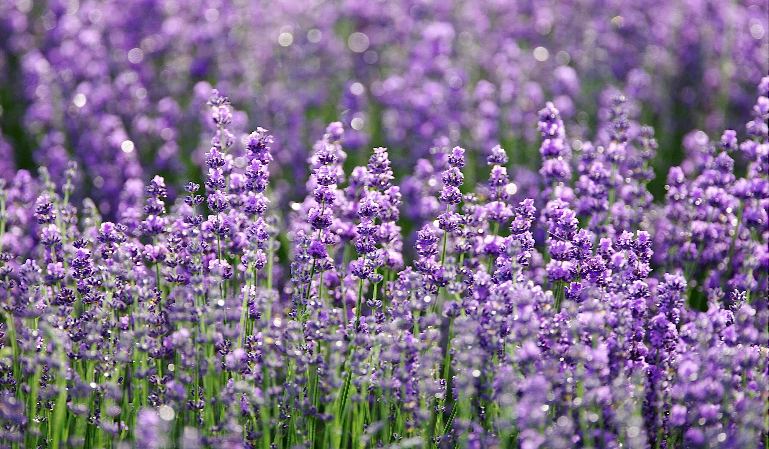 Lavender Scaled 9F30Af76