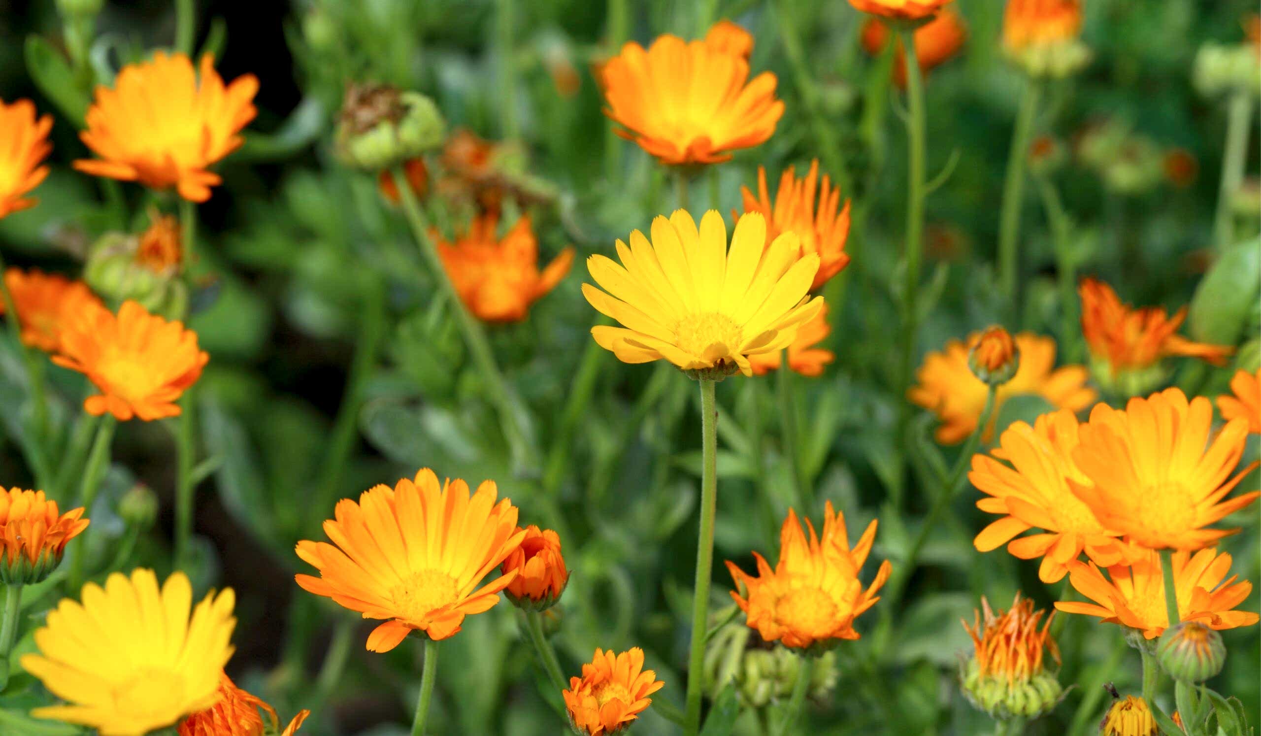 Calendula Scaled B120Db8C